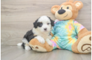 Friendly Mini Aussiedoodle Baby