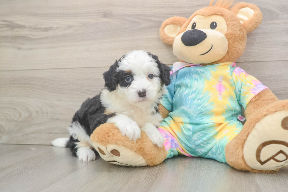 Friendly Mini Aussiedoodle Baby