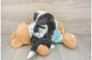 Mini Aussiedoodle Puppy for Adoption