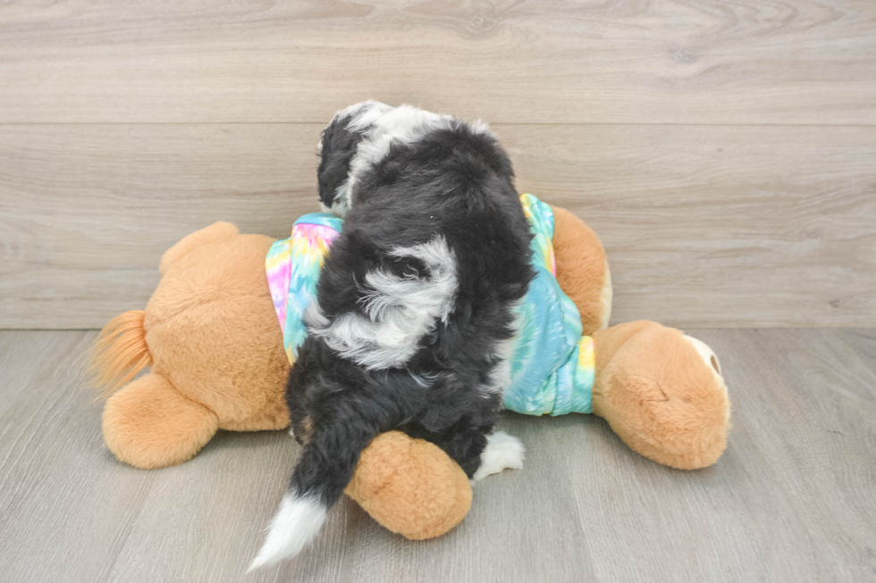 Mini Aussiedoodle Puppy for Adoption