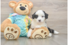 Friendly Mini Aussiedoodle Baby