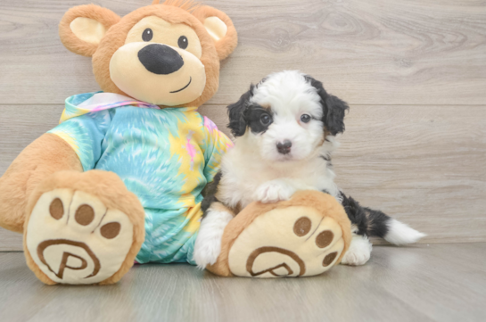 Friendly Mini Aussiedoodle Baby