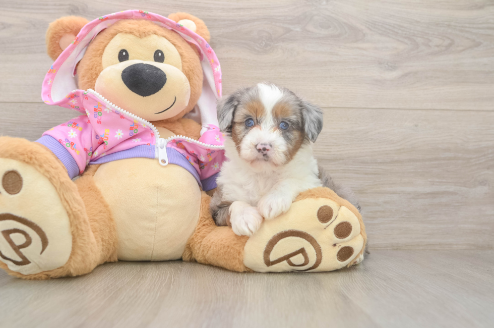 6 week old Mini Aussiedoodle Puppy For Sale - Lone Star Pups