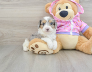 7 week old Mini Aussiedoodle Puppy For Sale - Lone Star Pups