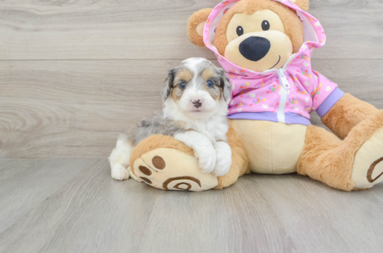 Mini Aussiedoodle Pup Being Cute