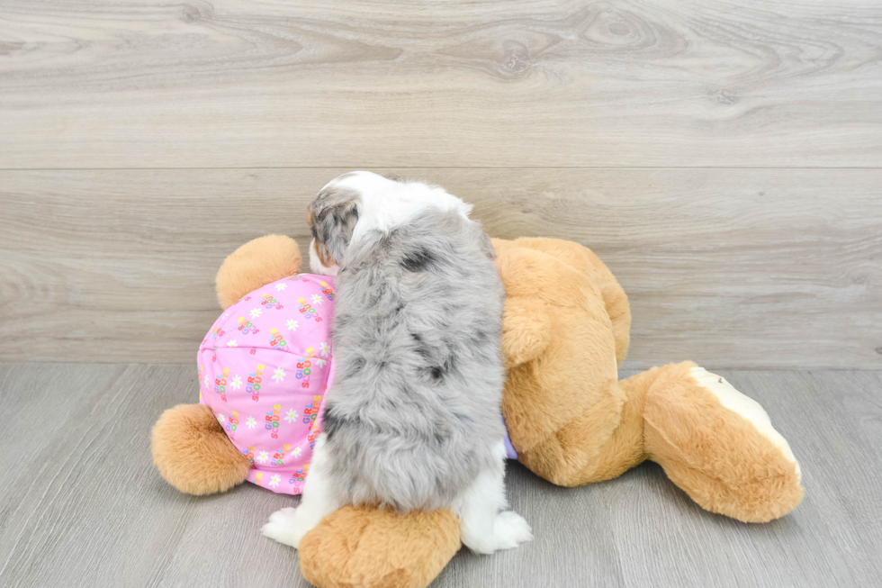 Mini Aussiedoodle Puppy for Adoption