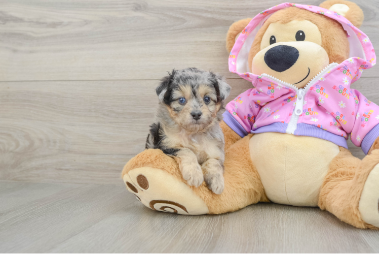 Mini Aussiedoodle Pup Being Cute