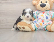 8 week old Mini Aussiedoodle Puppy For Sale - Lone Star Pups