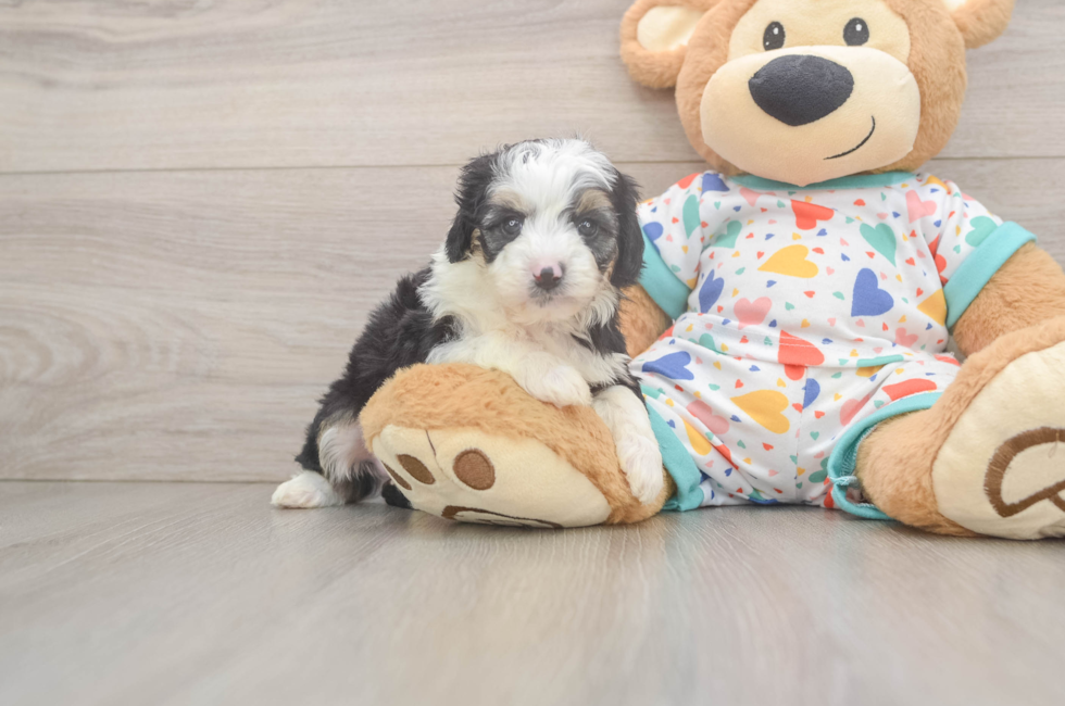 5 week old Mini Aussiedoodle Puppy For Sale - Lone Star Pups