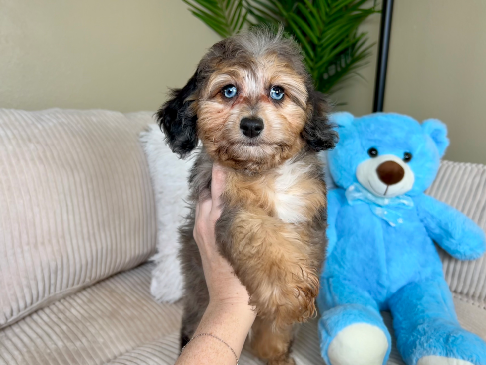 Mini Aussiedoodle Puppy for Adoption
