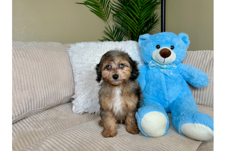 Best Mini Aussiedoodle Baby