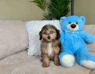 9 week old Mini Aussiedoodle Puppy For Sale - Lone Star Pups