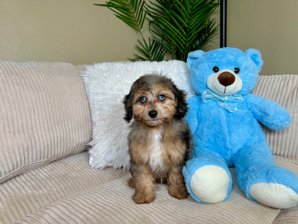 Best Mini Aussiedoodle Baby
