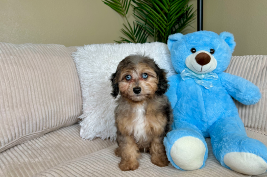 Best Mini Aussiedoodle Baby