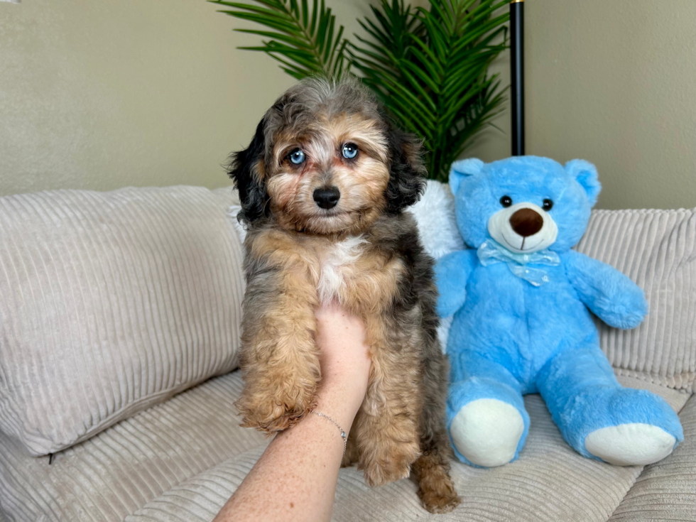 Cute Mini Aussiedoodle Poodle Mix Pup