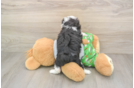 Sweet Mini Aussiedoodle Baby