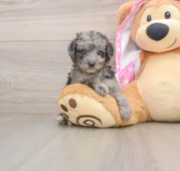 5 week old Mini Aussiedoodle Puppy For Sale - Lone Star Pups