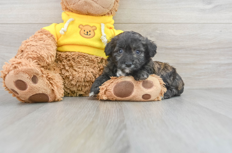 7 week old Mini Aussiedoodle Puppy For Sale - Lone Star Pups