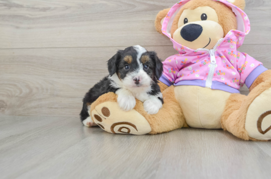 Friendly Mini Aussiedoodle Baby