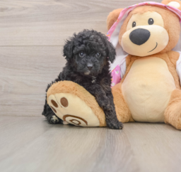 5 week old Mini Aussiedoodle Puppy For Sale - Lone Star Pups