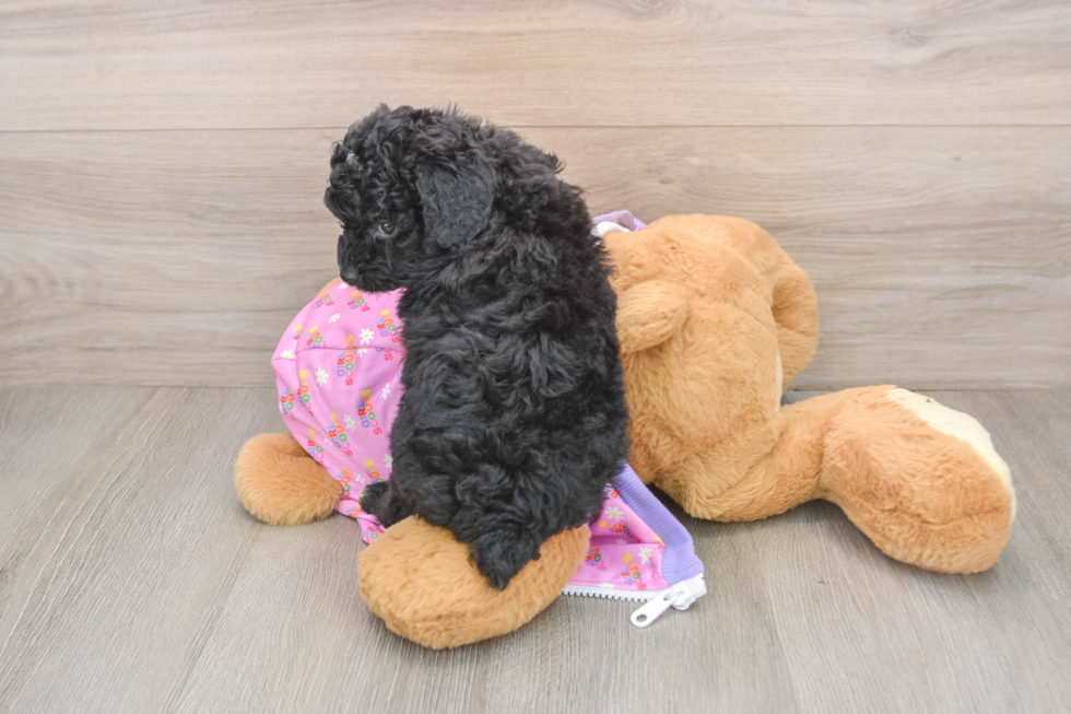 Playful Aussiepoo Poodle Mix Puppy