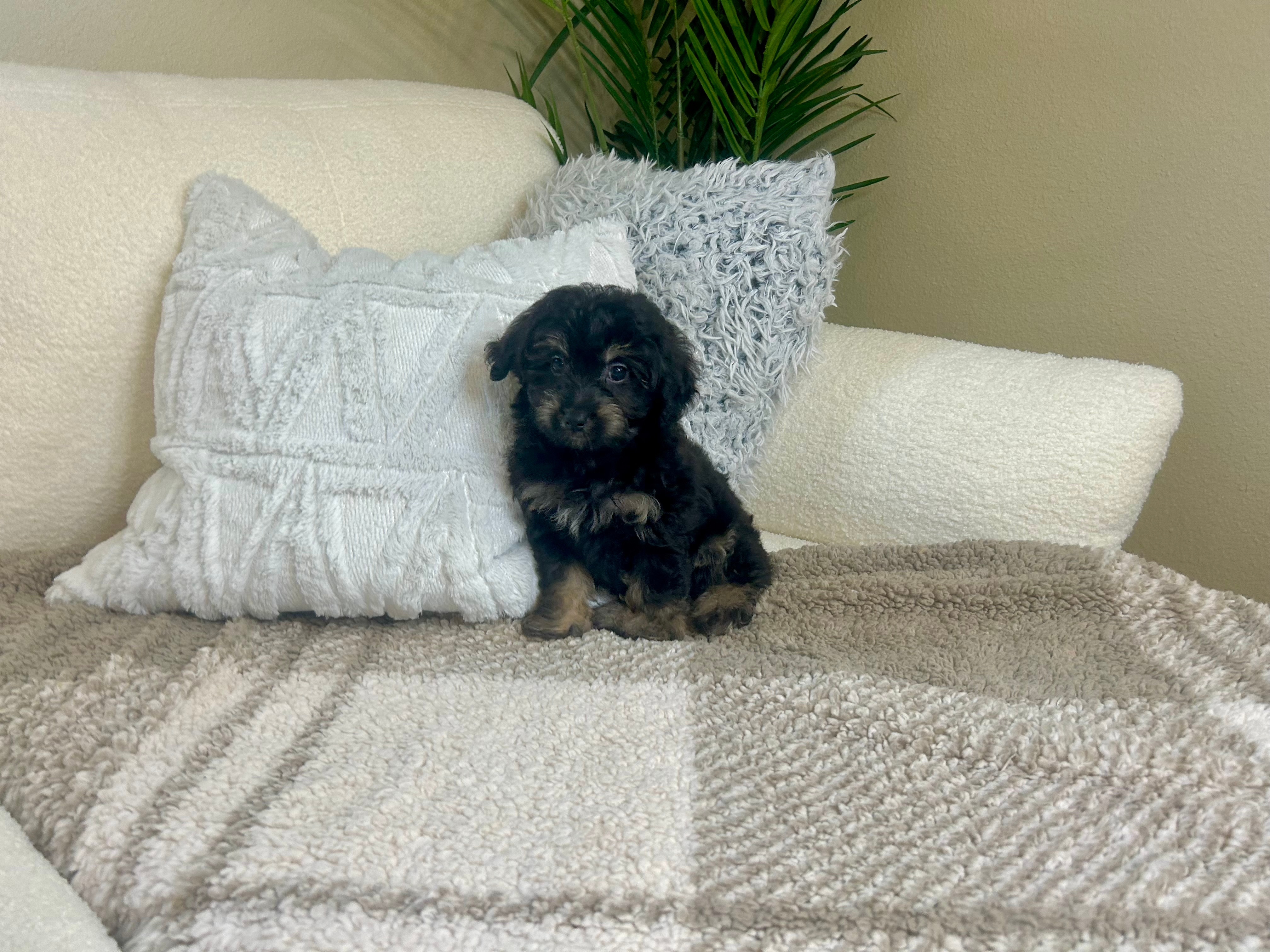 Mini Aussiedoodle Puppy for Adoption