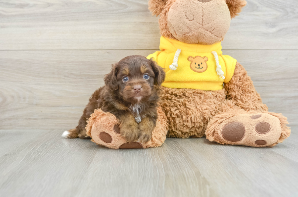 5 week old Mini Aussiedoodle Puppy For Sale - Lone Star Pups