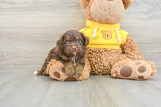 Best Mini Aussiedoodle Baby