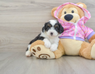 7 week old Mini Aussiedoodle Puppy For Sale - Lone Star Pups