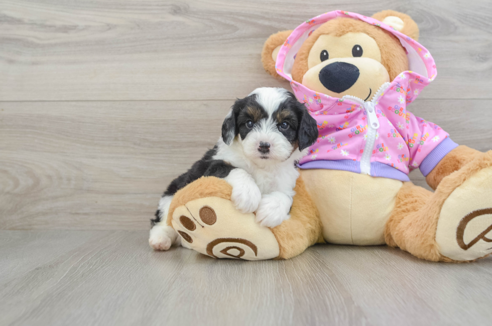 7 week old Mini Aussiedoodle Puppy For Sale - Lone Star Pups