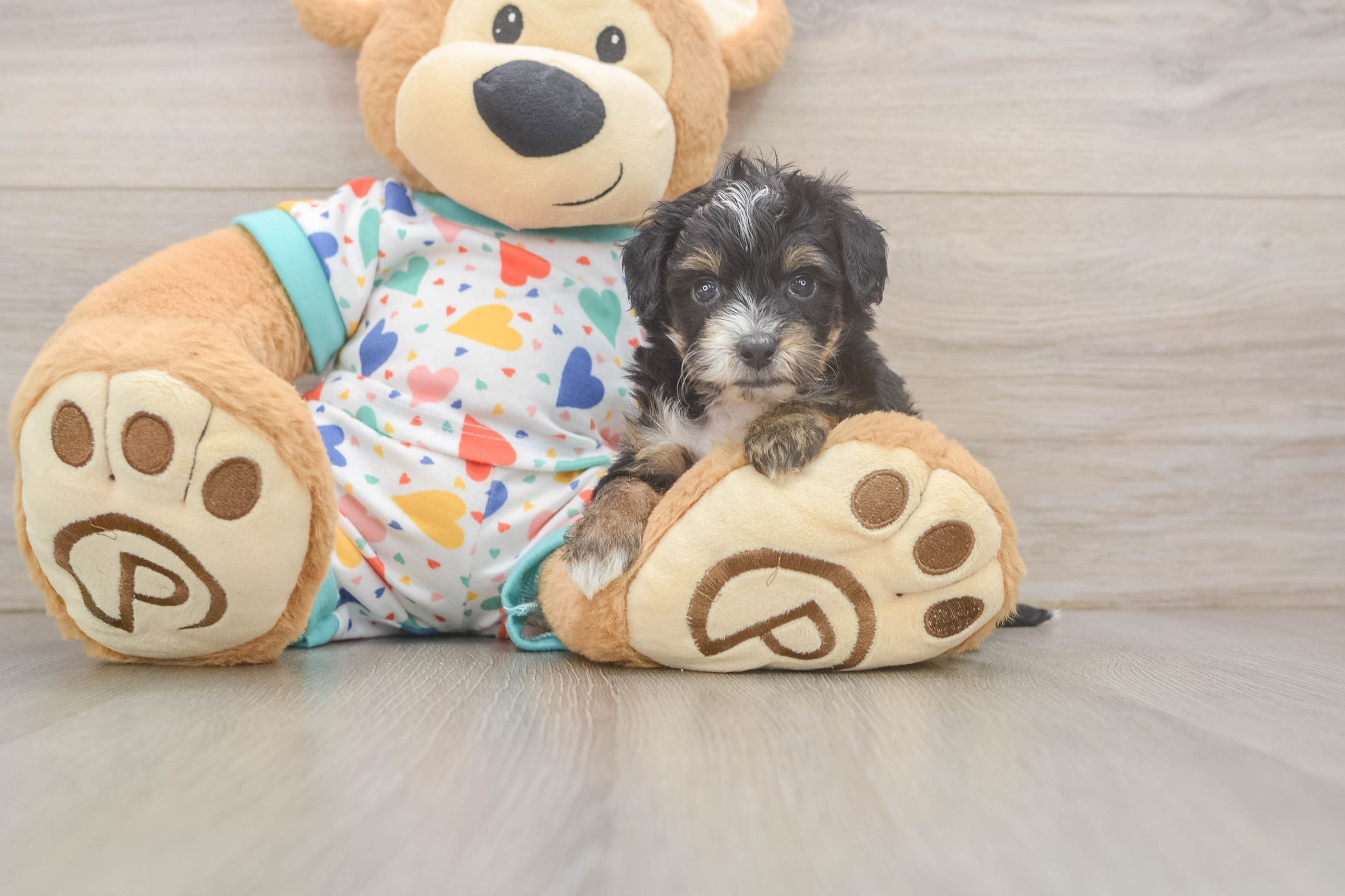 Mini Aussiedoodle Pup Being Cute
