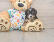 8 week old Mini Aussiedoodle Puppy For Sale - Lone Star Pups