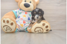Mini Aussiedoodle Pup Being Cute