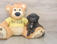 7 week old Mini Aussiedoodle Puppy For Sale - Lone Star Pups