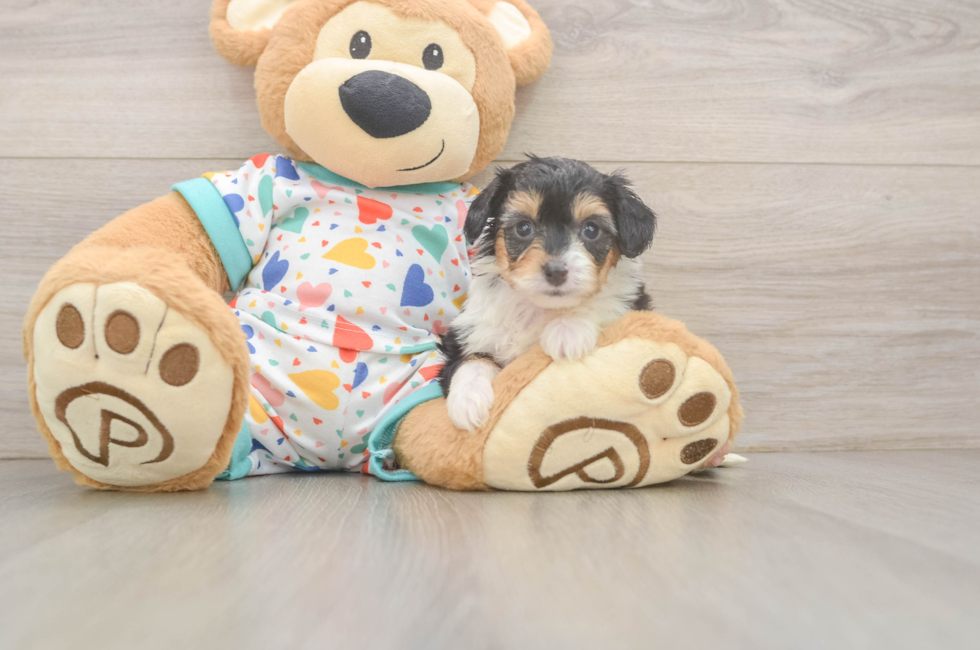 5 week old Mini Aussiedoodle Puppy For Sale - Lone Star Pups