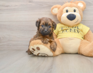 7 week old Mini Aussiedoodle Puppy For Sale - Lone Star Pups