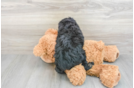 Smart Mini Aussiedoodle Poodle Mix Pup