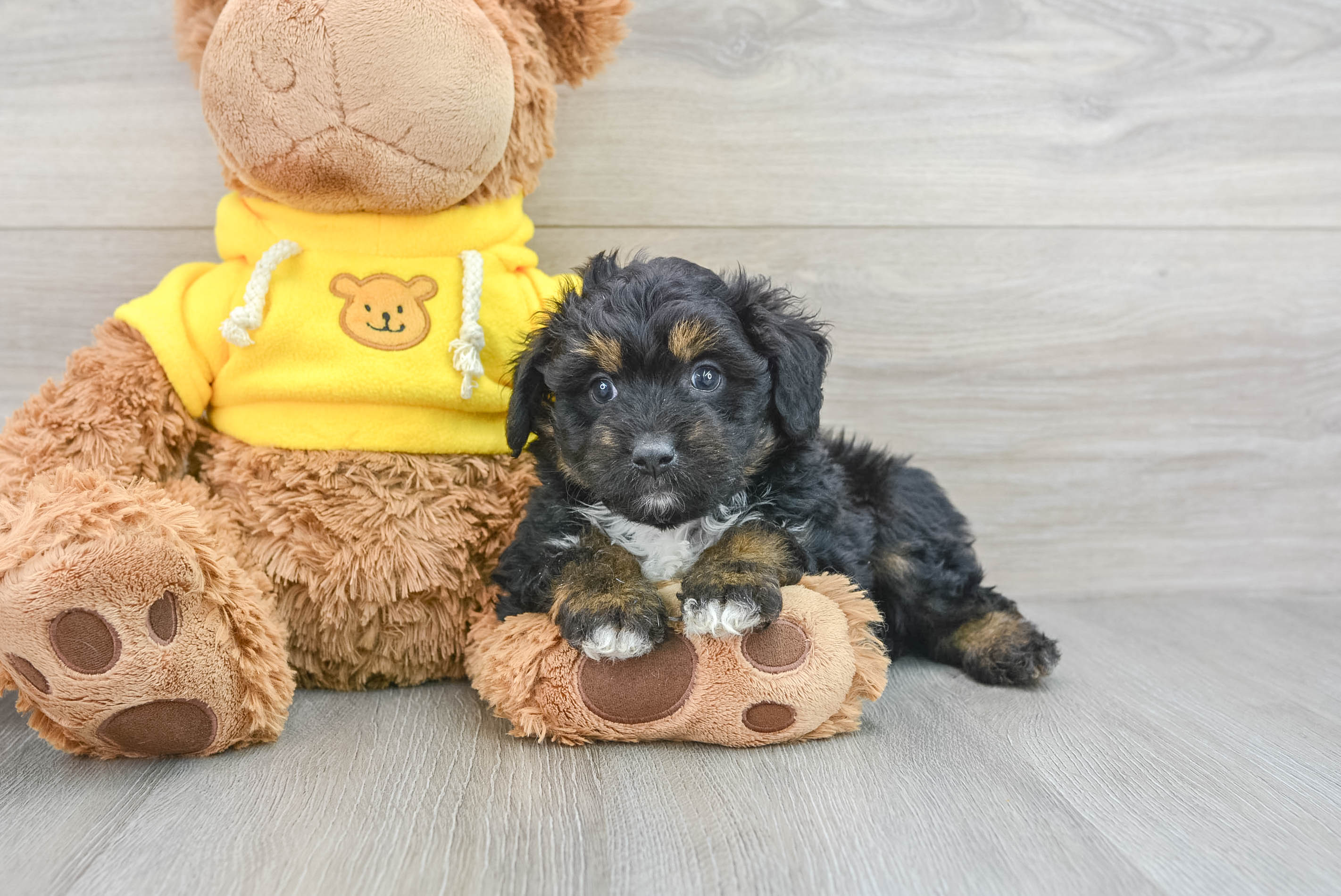 Mini Aussiedoodle Pup Being Cute