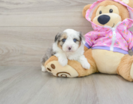 8 week old Mini Aussiedoodle Puppy For Sale - Lone Star Pups