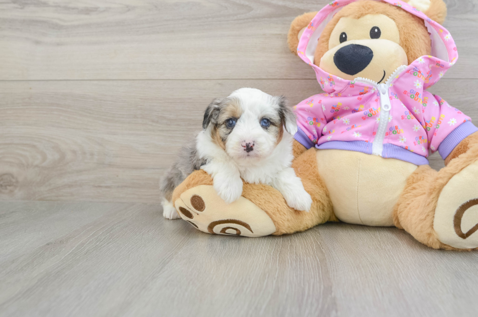 7 week old Mini Aussiedoodle Puppy For Sale - Lone Star Pups