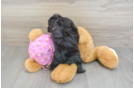 Mini Aussiedoodle Puppy for Adoption