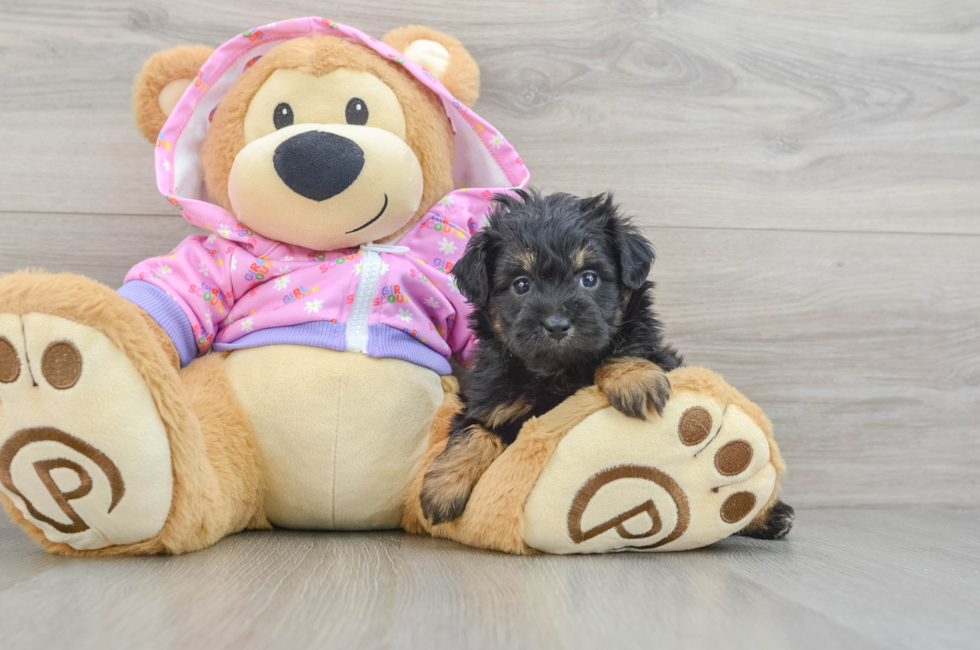 6 week old Mini Aussiedoodle Puppy For Sale - Lone Star Pups