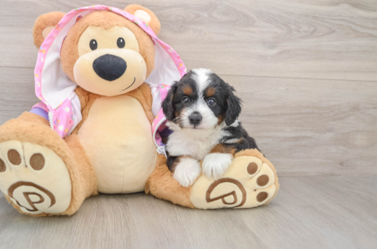 Smart Mini Aussiedoodle Poodle Mix Pup
