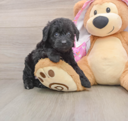 5 week old Mini Aussiedoodle Puppy For Sale - Lone Star Pups