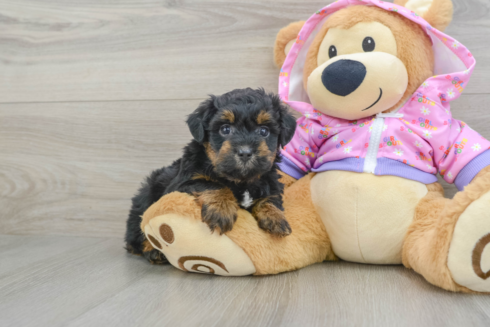 Happy Mini Aussiedoodle Baby