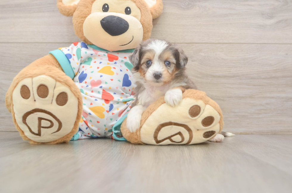 5 week old Mini Aussiedoodle Puppy For Sale - Lone Star Pups