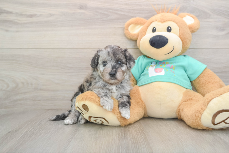 Petite Mini Aussiedoodle Poodle Mix Pup