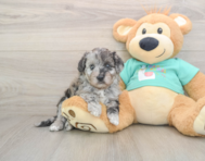 5 week old Mini Aussiedoodle Puppy For Sale - Lone Star Pups