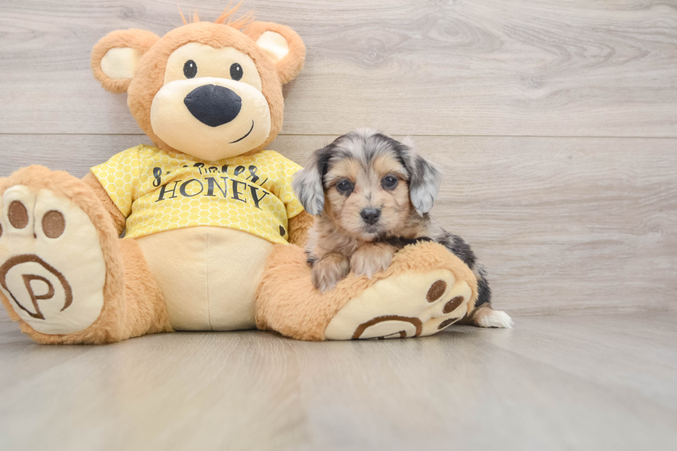 Smart Mini Aussiedoodle Poodle Mix Pup