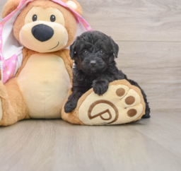 7 week old Mini Aussiedoodle Puppy For Sale - Lone Star Pups